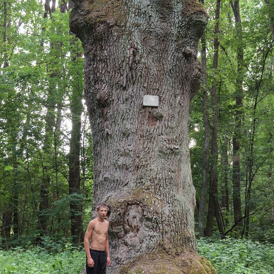 Old oak botanical natural monument