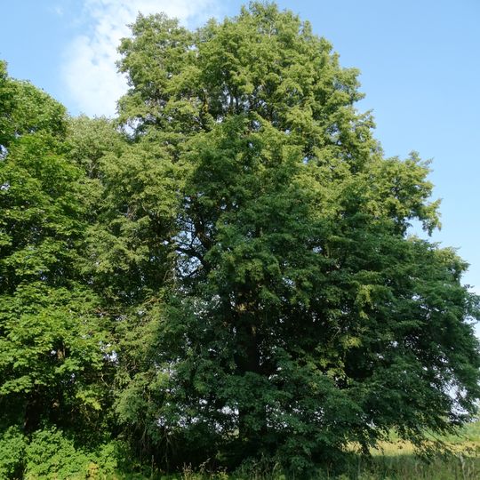 Žvelgaičiai manor linden
