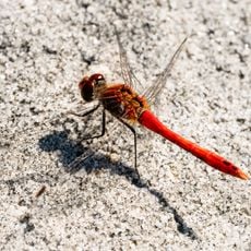 Sandsteinbruch W von Neubrunn