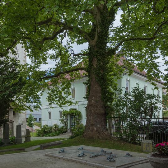 Platane am alten Friedhof