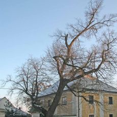 Lípa v Týnci nad Labem
