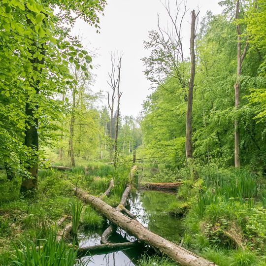 Naturwald Stodthagen und angrenzende Hochmoore
