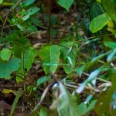 Daintree Rainforest