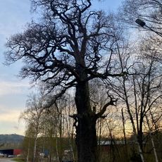 Domareken, Bjerkeryd