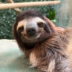 Sloth Sanctuary of Costa Rica