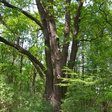 Dub Břeňka Švihovského