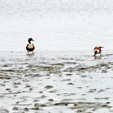 Grüne Insel mit Eiderwatt