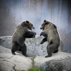 Dierentuin van Ähtäri