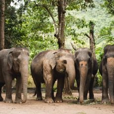 Elephant Jungle Sanctuary Phuket