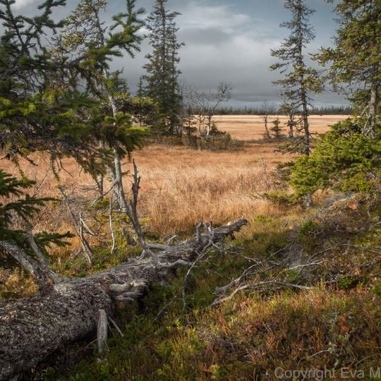 Provincia de Vestrobotnia