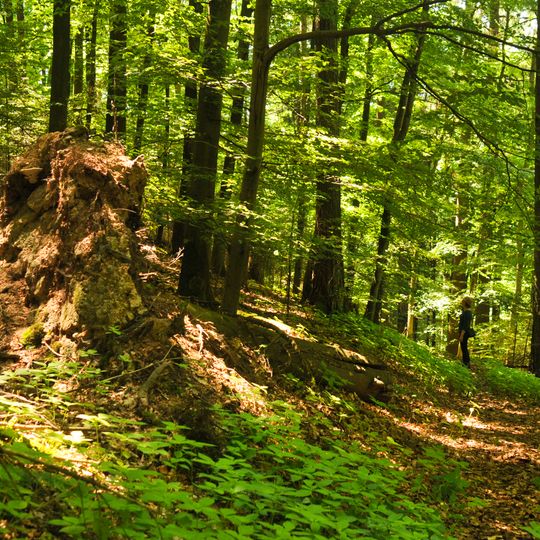 Waldecker Schloßwald