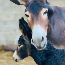 Golden Donkeys Farm