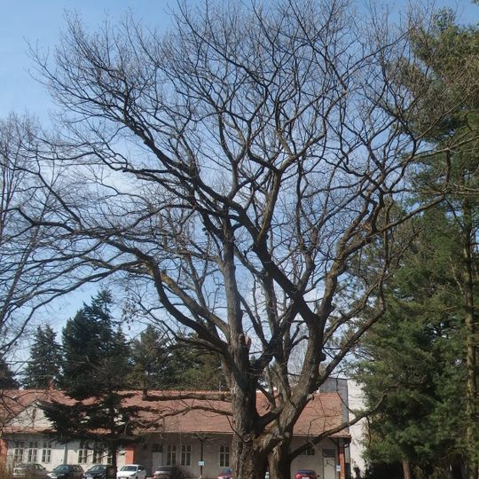 Duby z areálu nemocnice