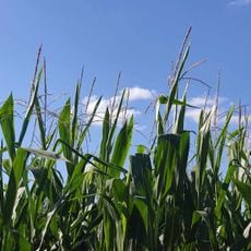 Pop Corn Labyrinthe Auch (Castéra-Verduzan) -