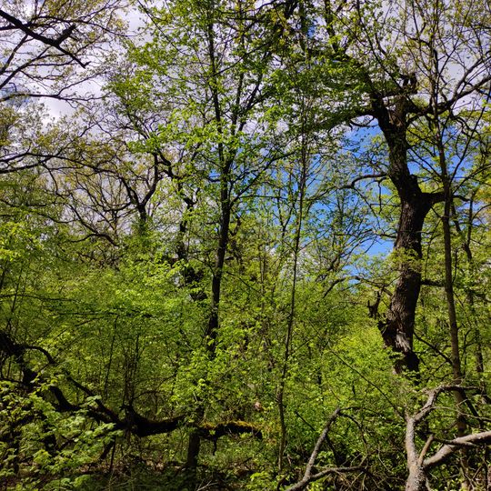 Штучні дубові насадження