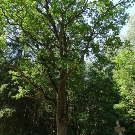 Šventieji ąžuolai