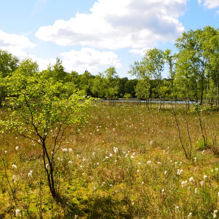 Palude di Kaltenhofer Moor