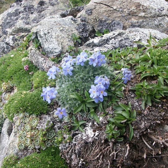 Jardín Botánico Alpino Daniella
