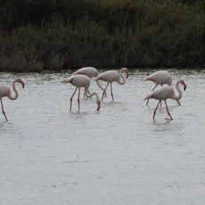 פלמינגו בעונה