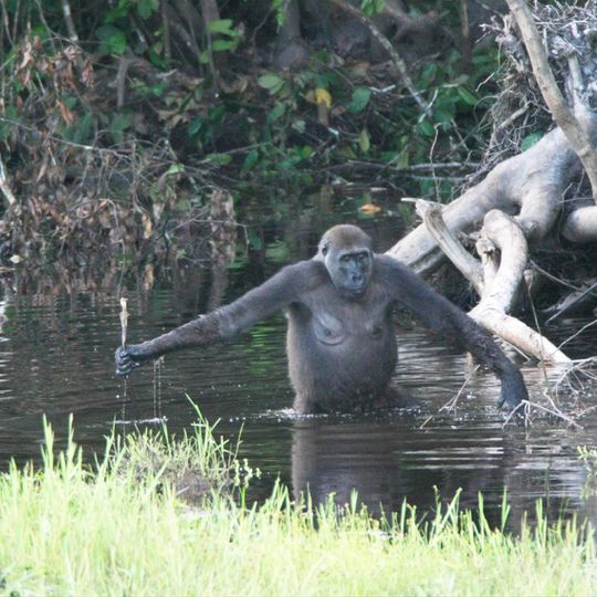 Parc national de Nouabalé-Ndoki