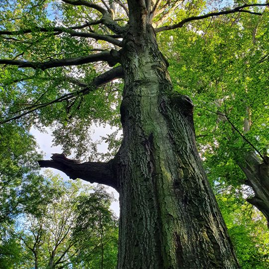 Group of Fagus sylvatica in forest Prießnitz