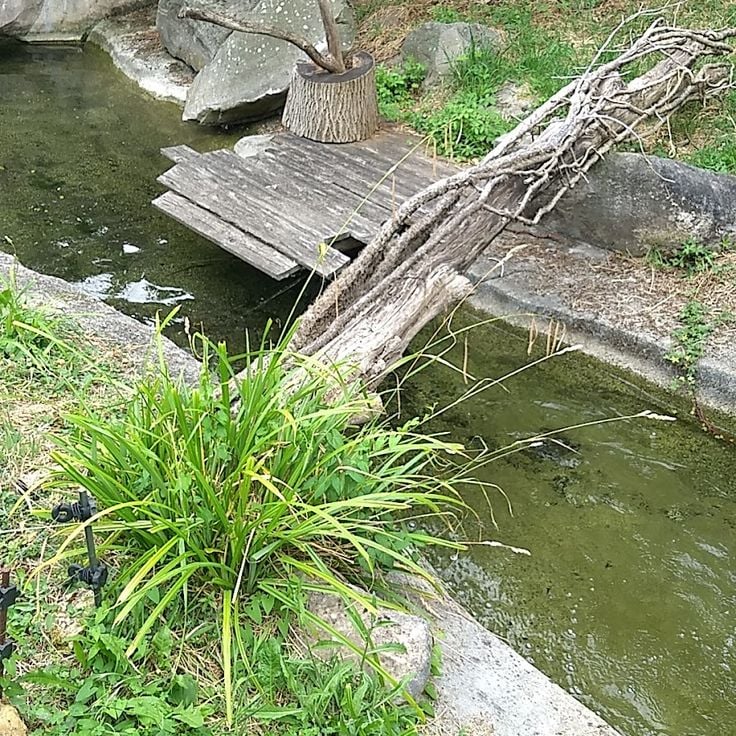 European Otter Basin