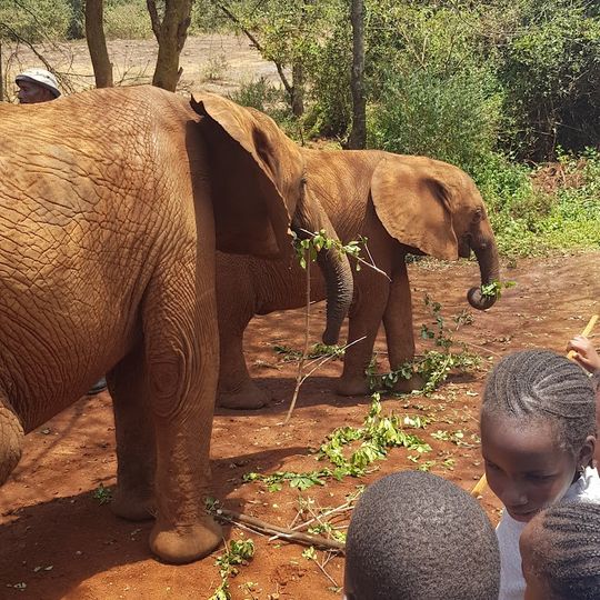 David Sheldrick Elephant Orphanage