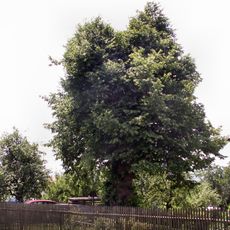 Smrčkova lípa v Lísku