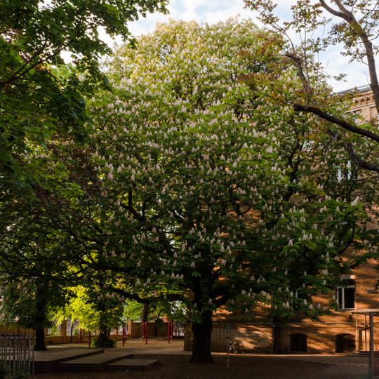 Balkan-Rosskastanie Wrangelstraße 128