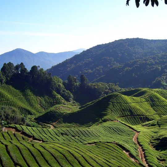 Cameron Highlands