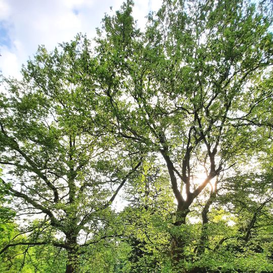 Platany v žehušickém parku