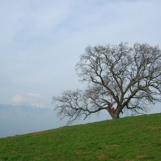 The Venon oak