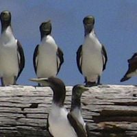 ハウランド島