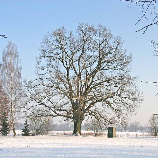 Dub u bývalého koupaliště