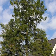 Lärche in Rauchenödt