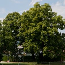 Baumgruppe auf den Wieser Gründen