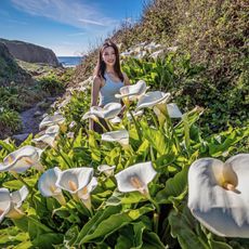Calla Lily Valley