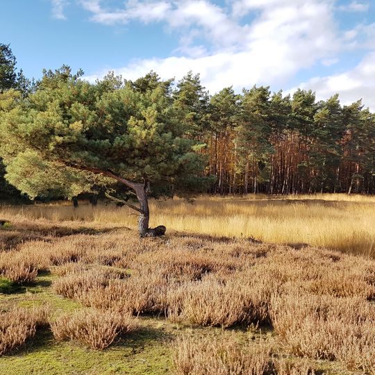 Heidelandschaft westlich Mörfelden-Walldorf mit angrenz. Flächen