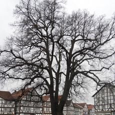 Linde vor der Marktkirche in Eschwege