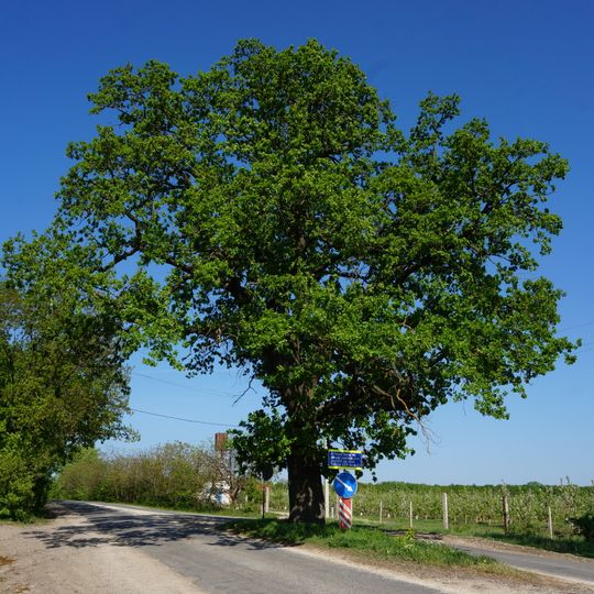 Quercus robur near Dondușeni