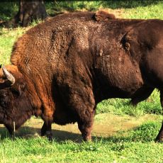 Bosque de Białowieża