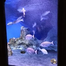 DaDoM - Museo Darwin Dohrn