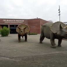 Triceratops