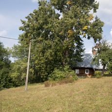 Tilia cordata in Sklenařice