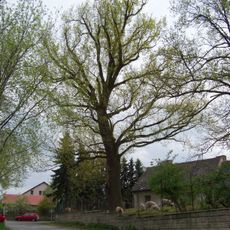 Hraniční dub v Nedvězí u Říčan
