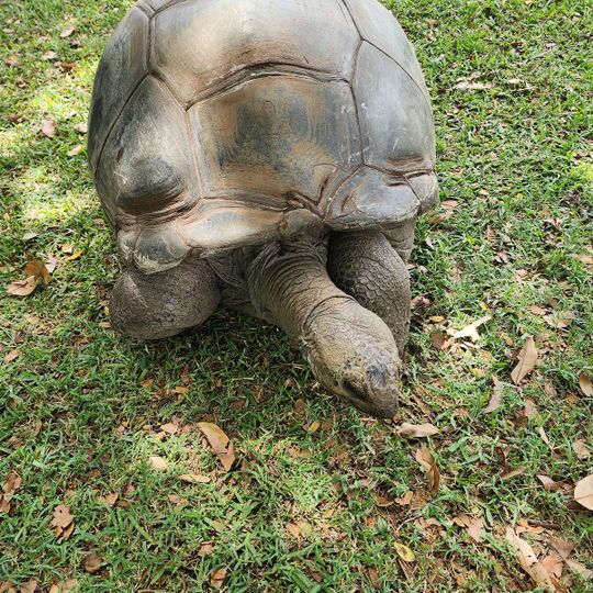 Tulawaka Gold Coaster