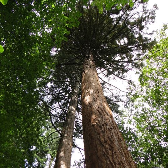 Giant sequoias near Kölpin
