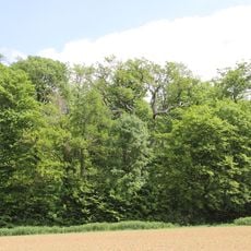 Eiche im Gewann „Roggenberg“