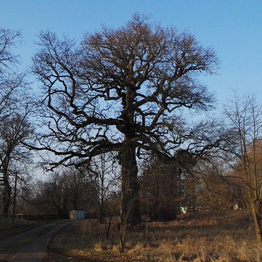 Naturdenkmal Zwei Eichen im Friesacker Zootzen