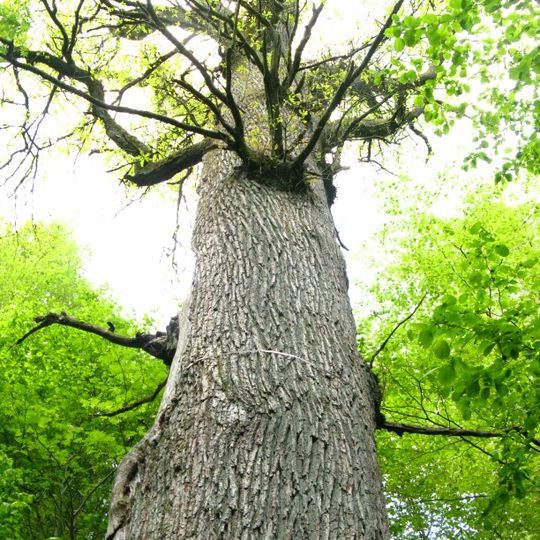 Bärenwaldeiche bei Niederholzklau